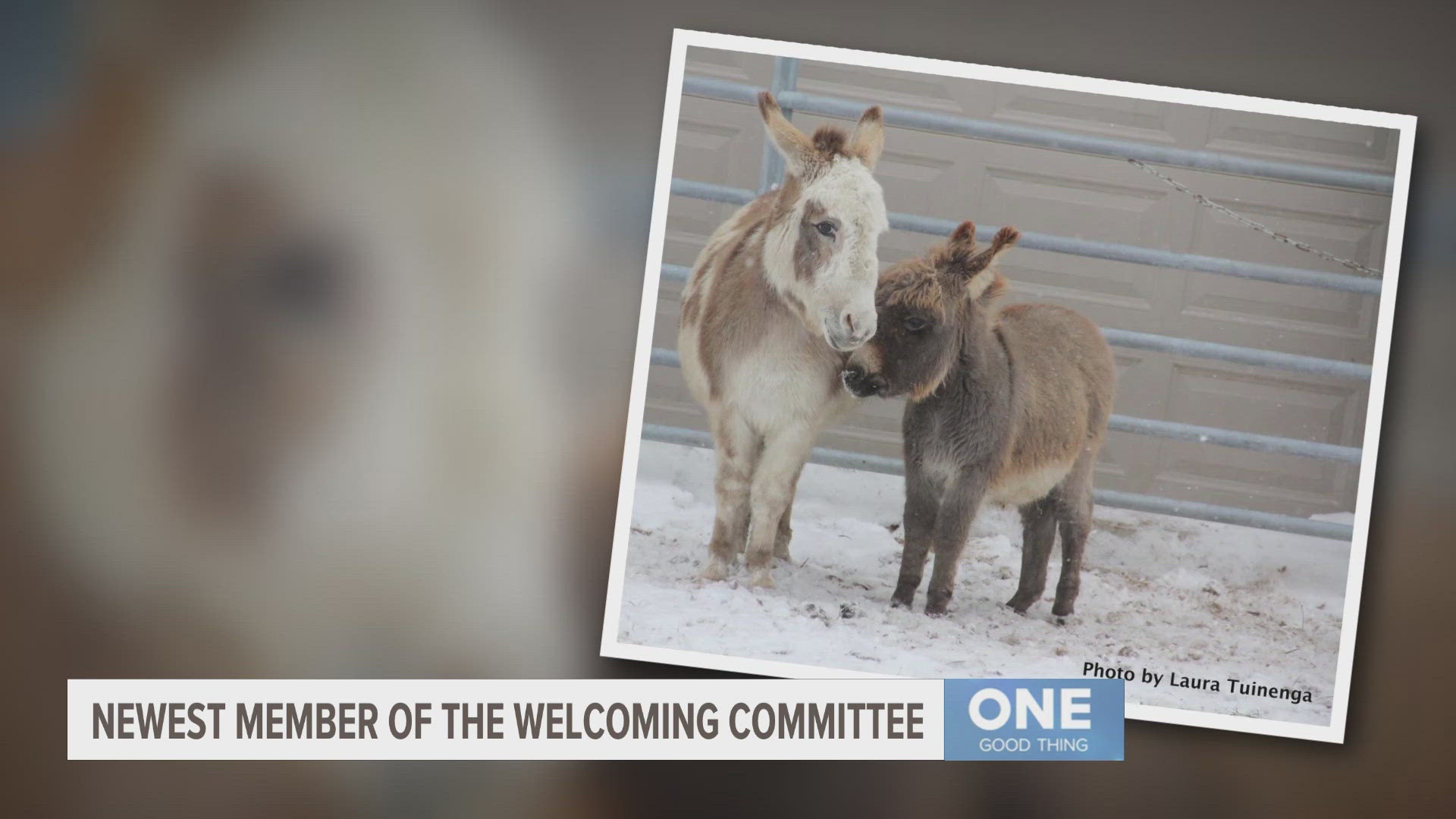 In January, a donkey known as Squiggles lost his best friend, but the staff at Fellinlove Farm stepped up to quickly find Squiggles a brother.