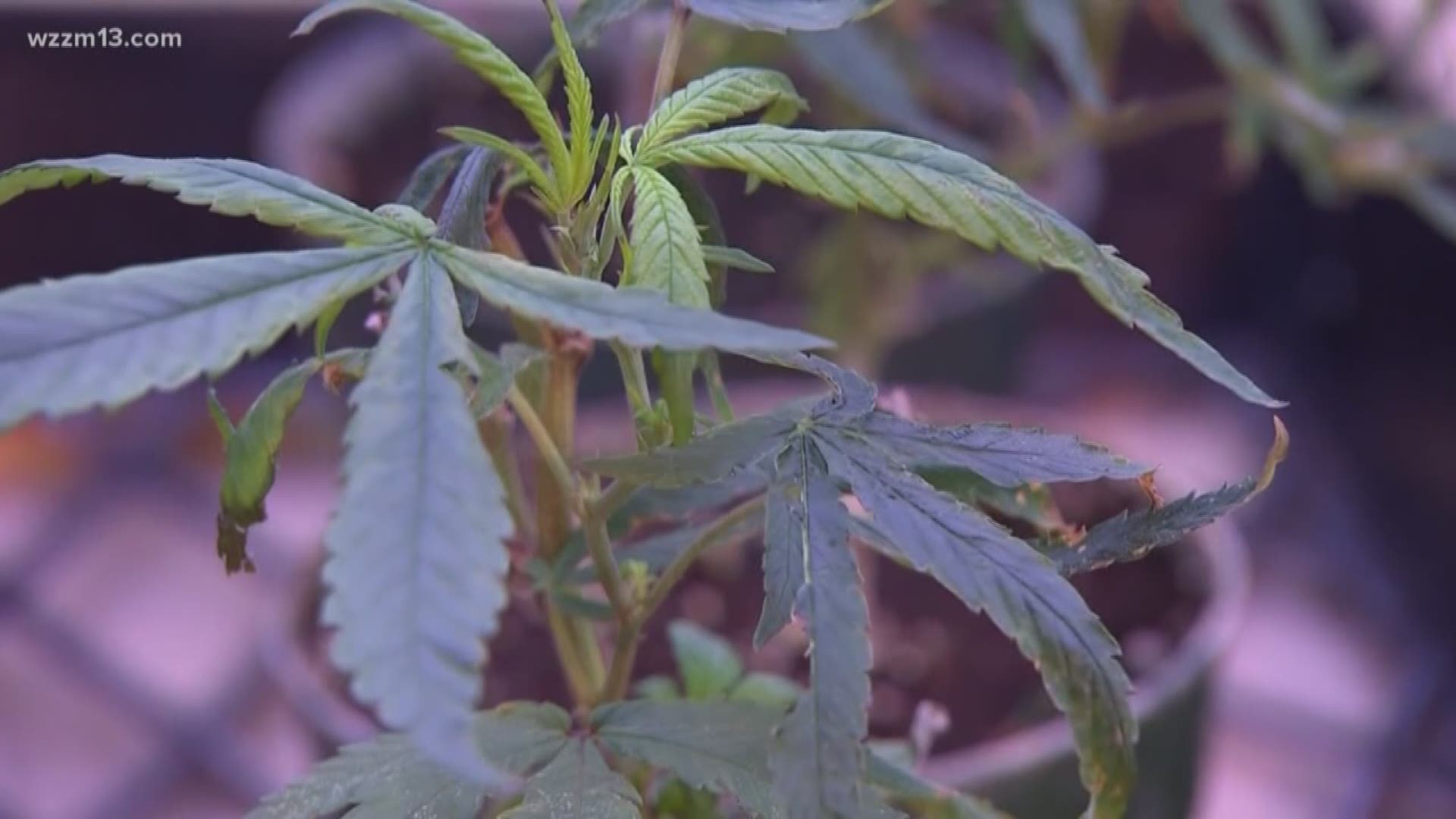Grand Rapids leaders look at medical marijuana proposals