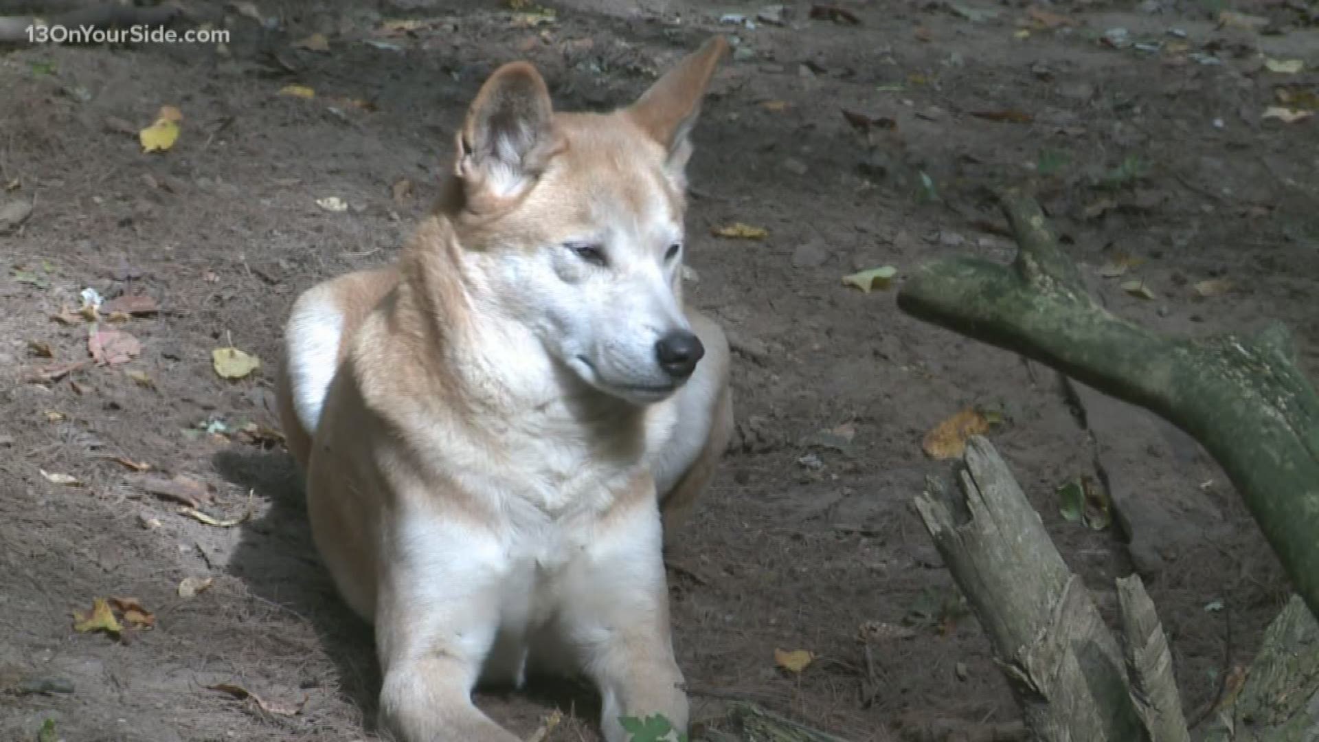 Summer may be over, but there are still plenty of fall days to enjoy at the Binder Park Zoo in Battle Creek, Mich.