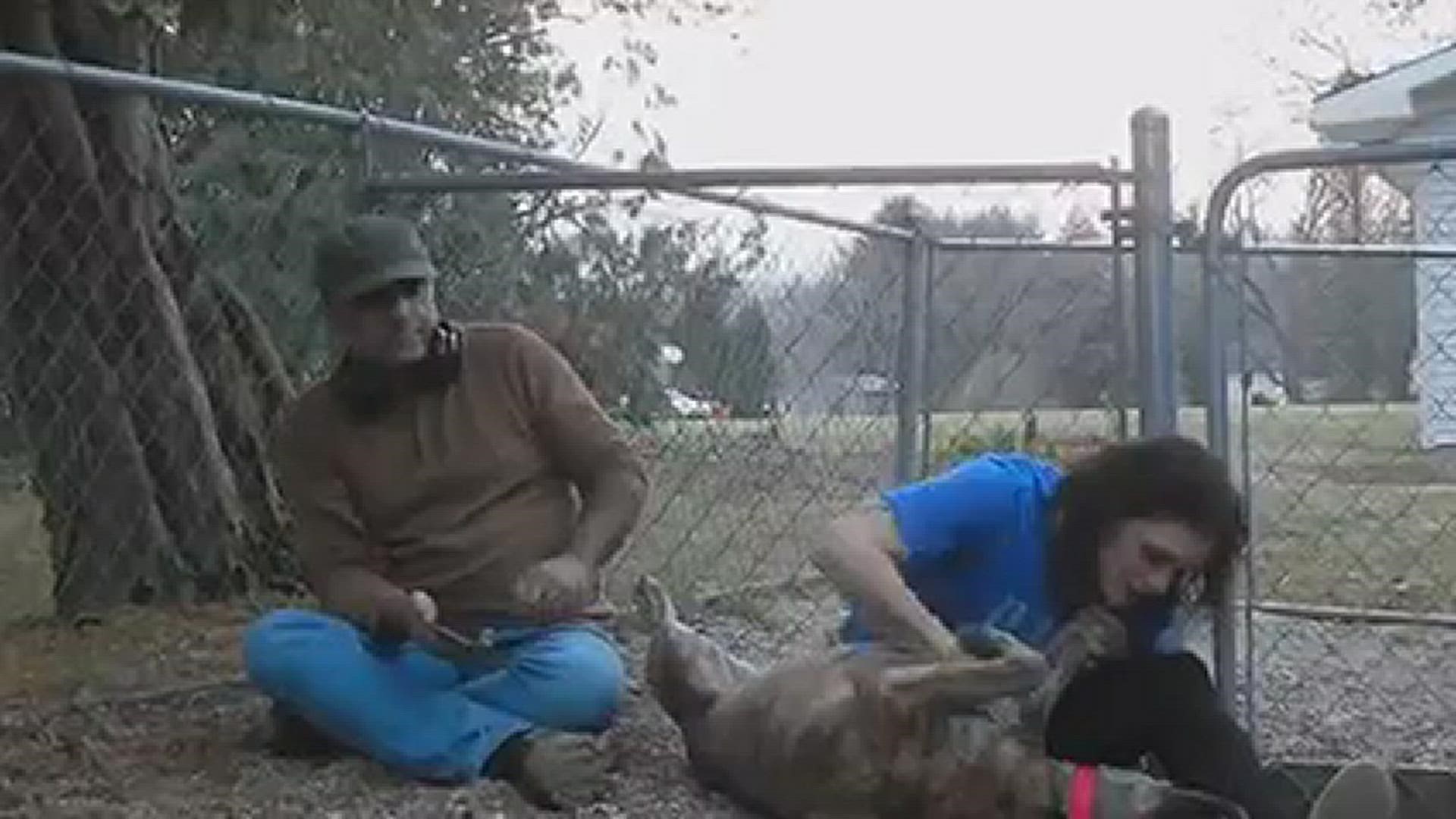 The three-year-old pitbull soaks up all the attention from his parents after months apart.