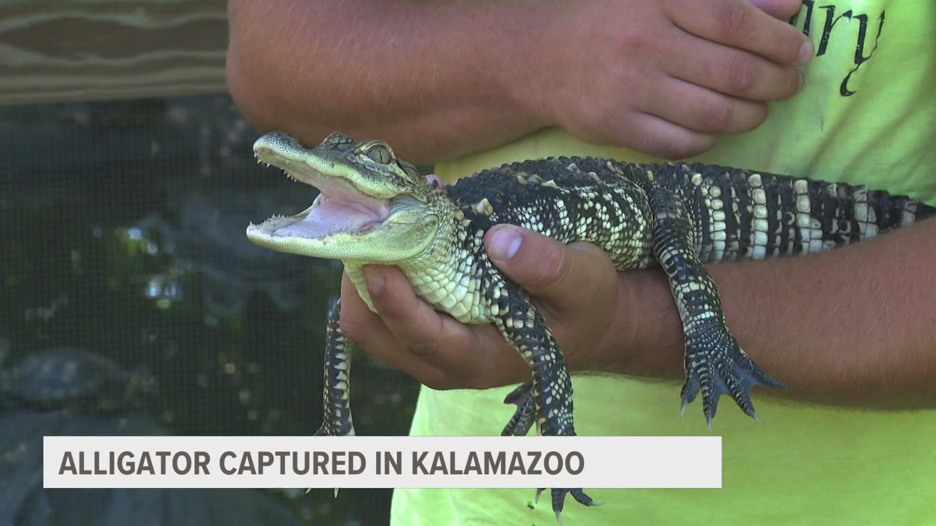 If you were in Kalamazoo on Tuesday, you may have seen something a little out of the ordinary — an alligator!