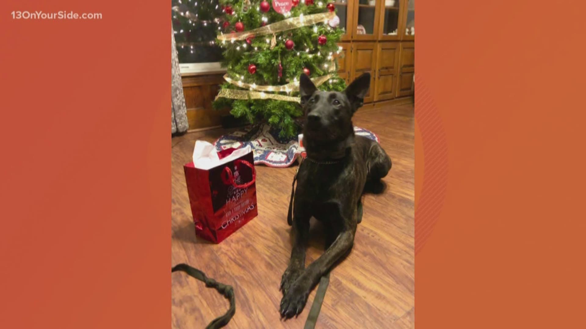 A new K9 member of the Mason County Sheriff's Office has seen his first success, just as 2019 was coming to a close.