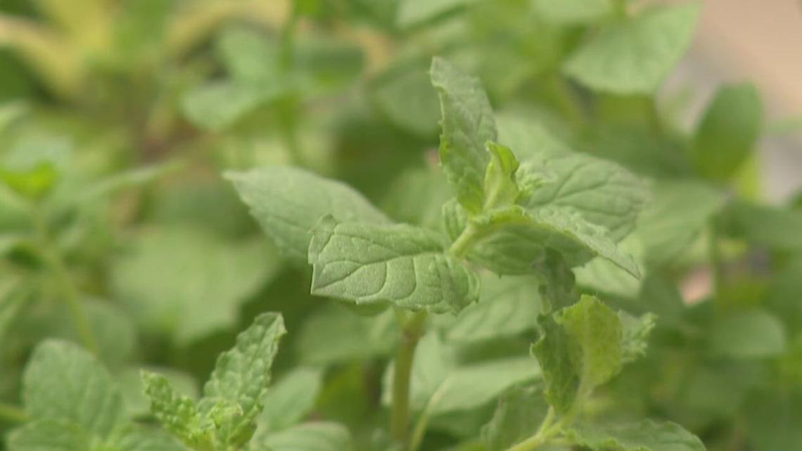 These plants could help keep ticks and mosquitoes away
