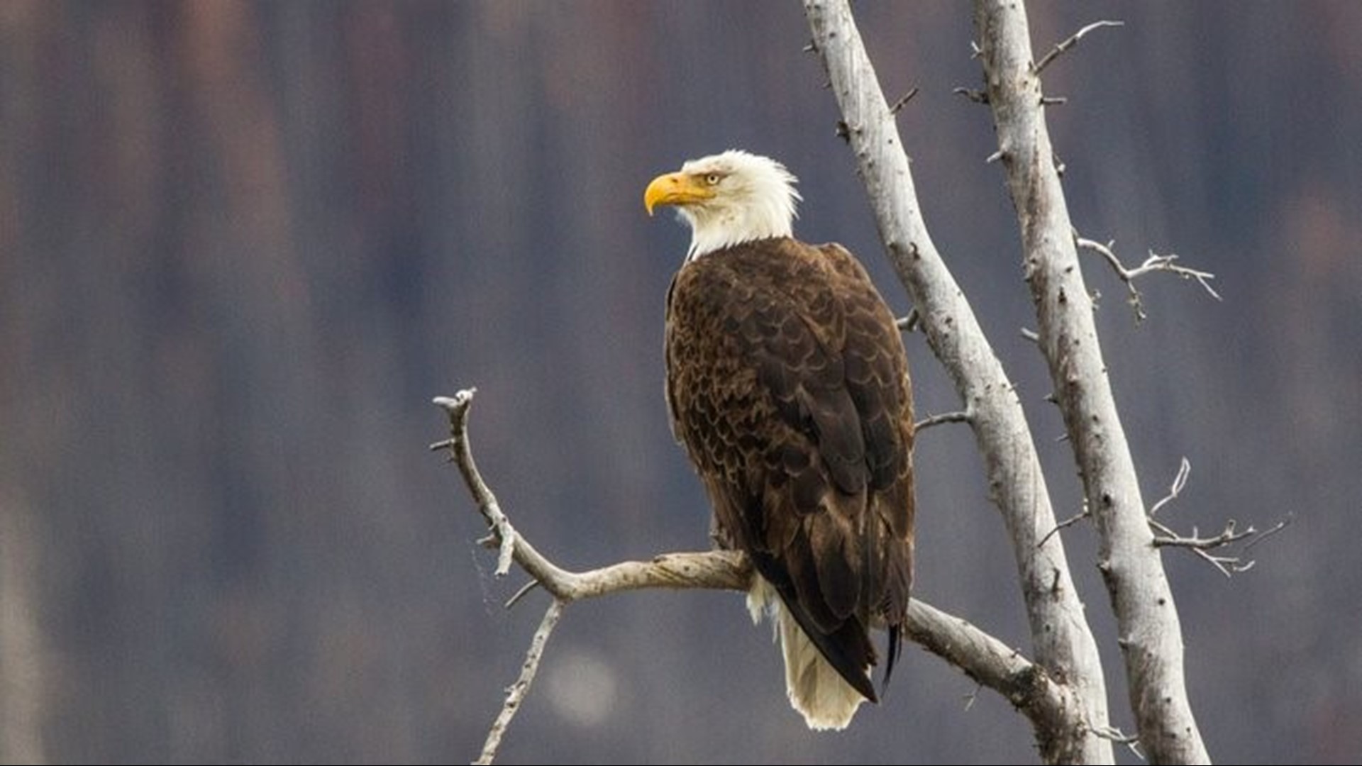 Scavenging bald eagles face threat from vehicles in Michigan | wzzm13.com