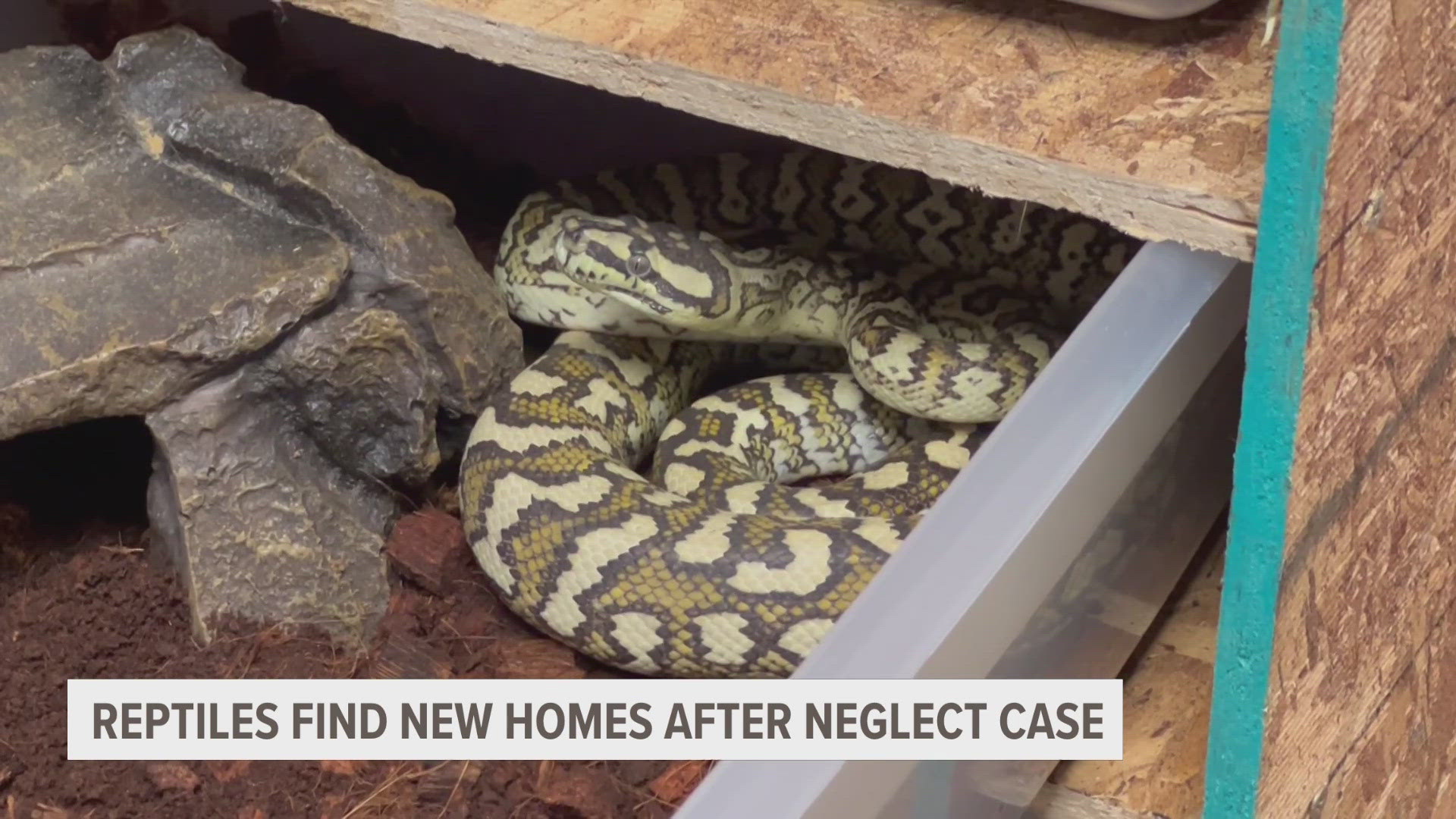 This Saturday the final snake from the neglect case will go to its new home.