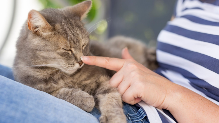 Preventing Kidney Disease in Cats