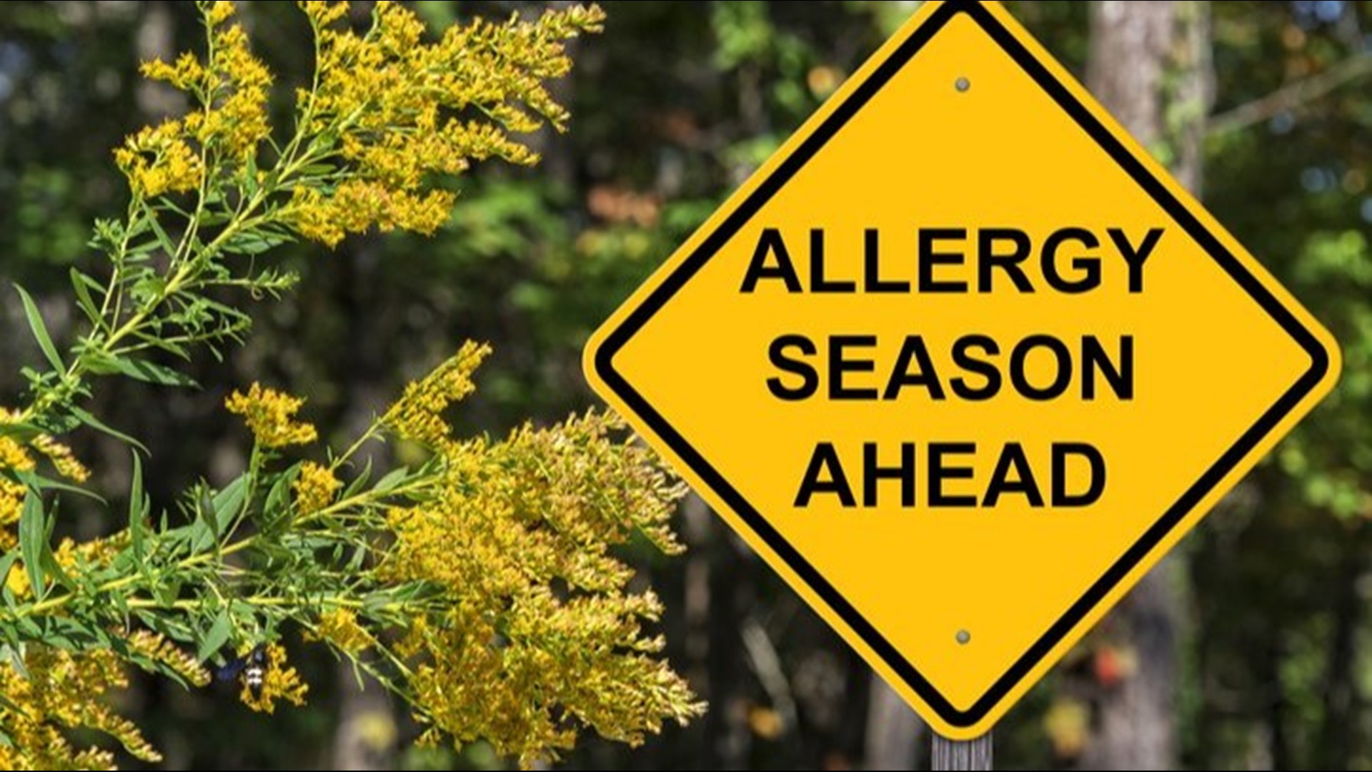 Spring means warming weather and longer days, however, it can also cause those of us with seasonal allergies to reach for the tissue box.