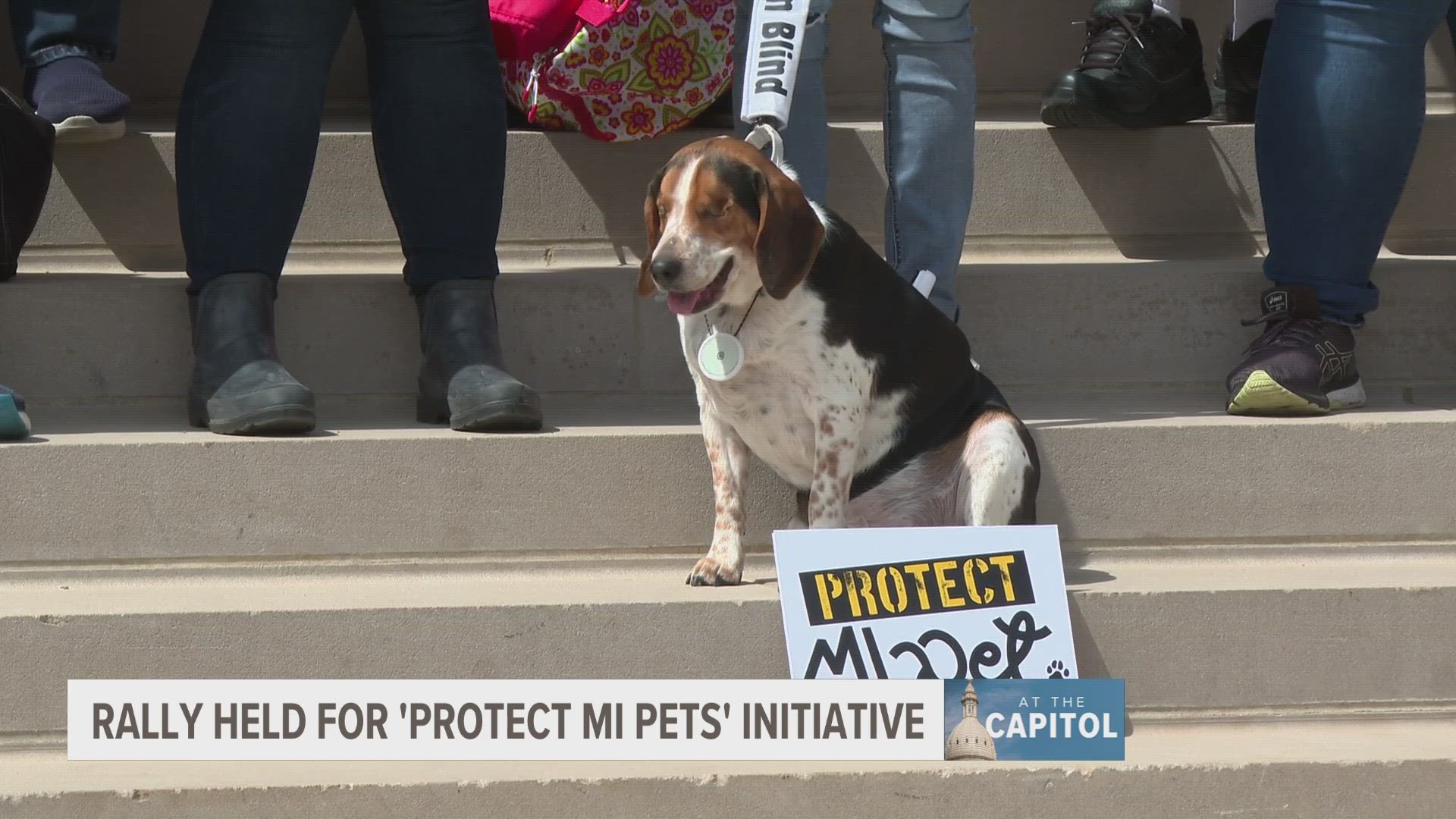 The ballot initiative would include creating a public, statewide registry for convicted pet abusers.