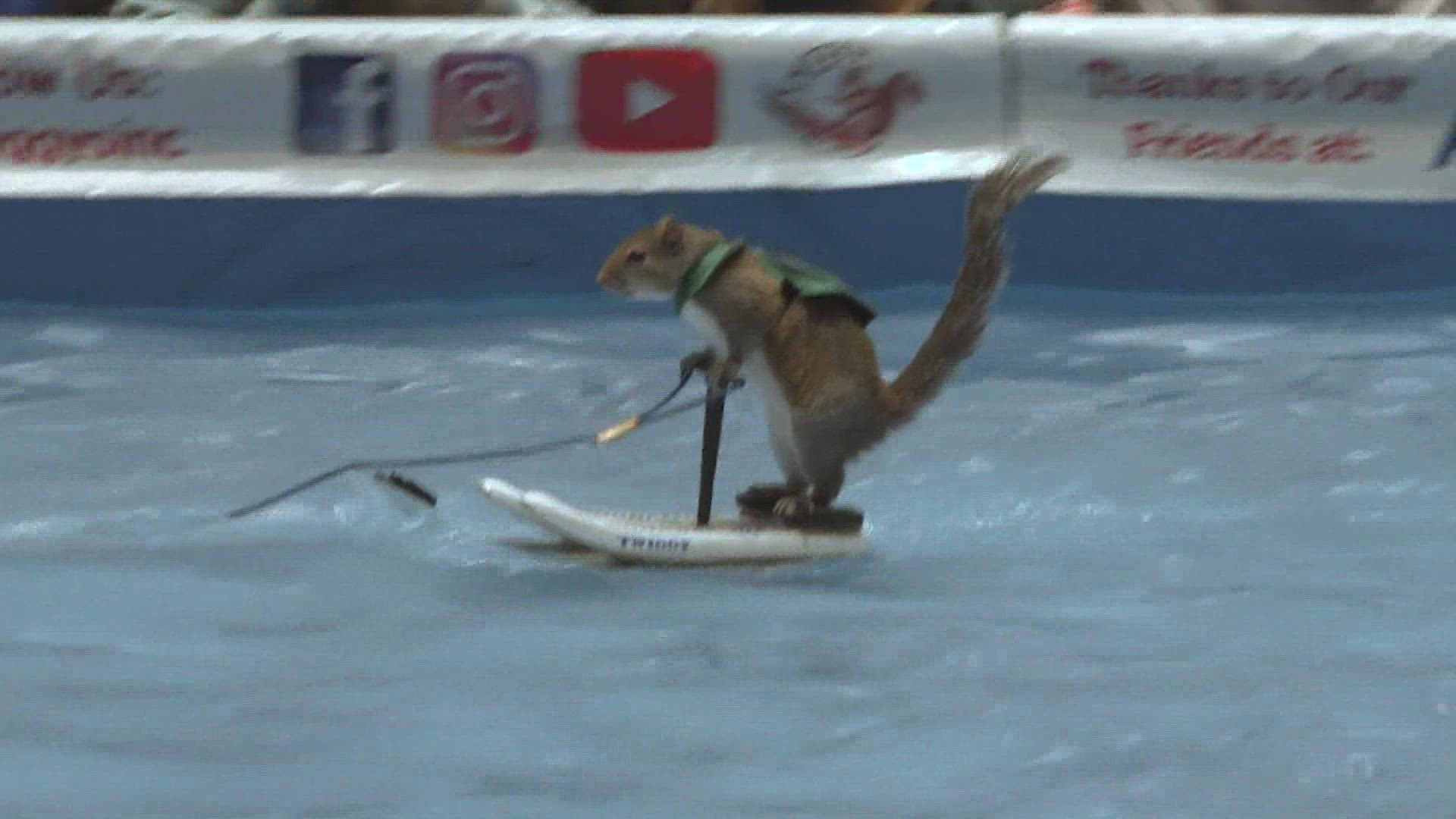 The heartbreaking story behind Twiggy, the Water Skiing Squirrel who