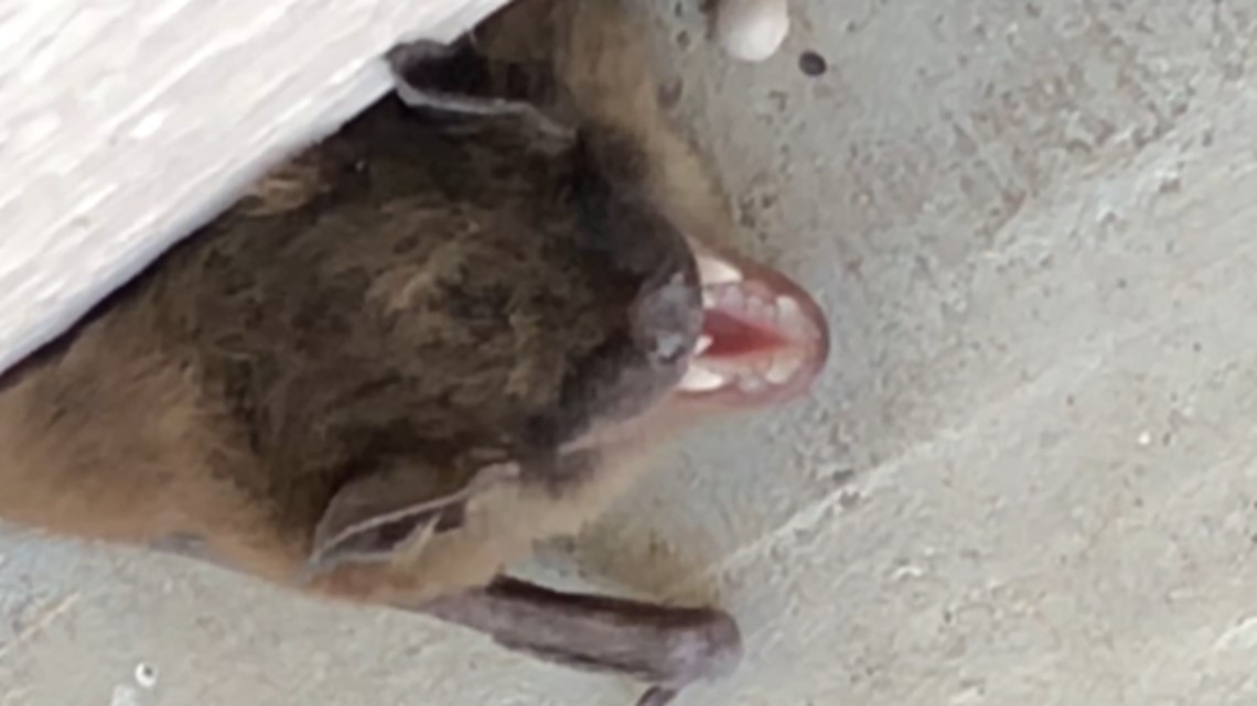 Officials seeing more Michigan bats infected with rabies