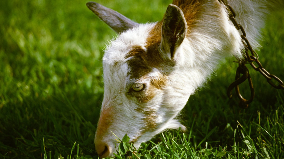 Goats are eating poison ivy at Ottawa County's Riverside Park