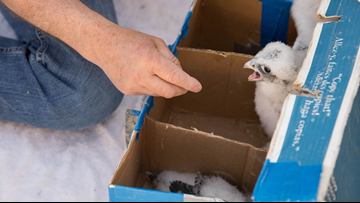 Peregrine Falcons Grand Haven Board Of Light Power