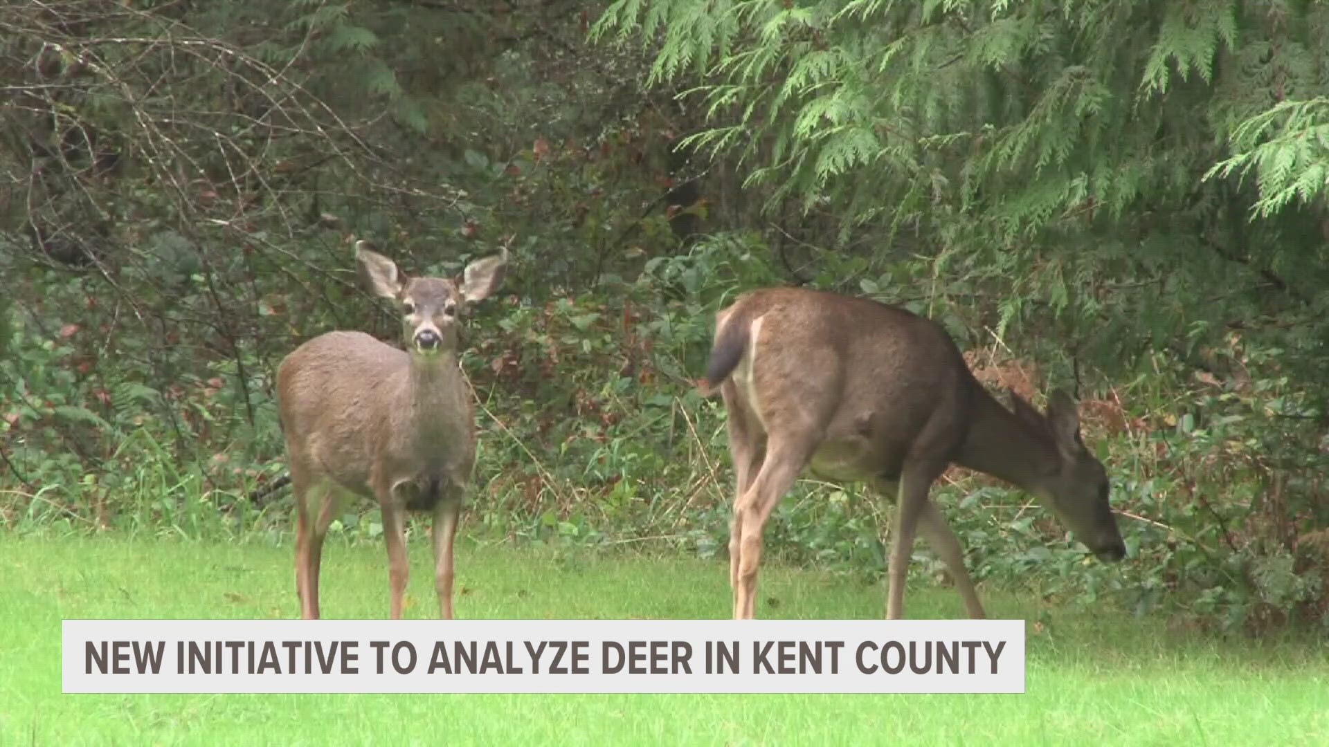 The Kent County Deer Management Coalition Project is a collaboration between the county, GVSU and the Kent County Road Commission.