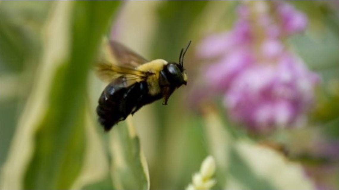 Carpenter bees: Friend or foe? | wzzm13.com