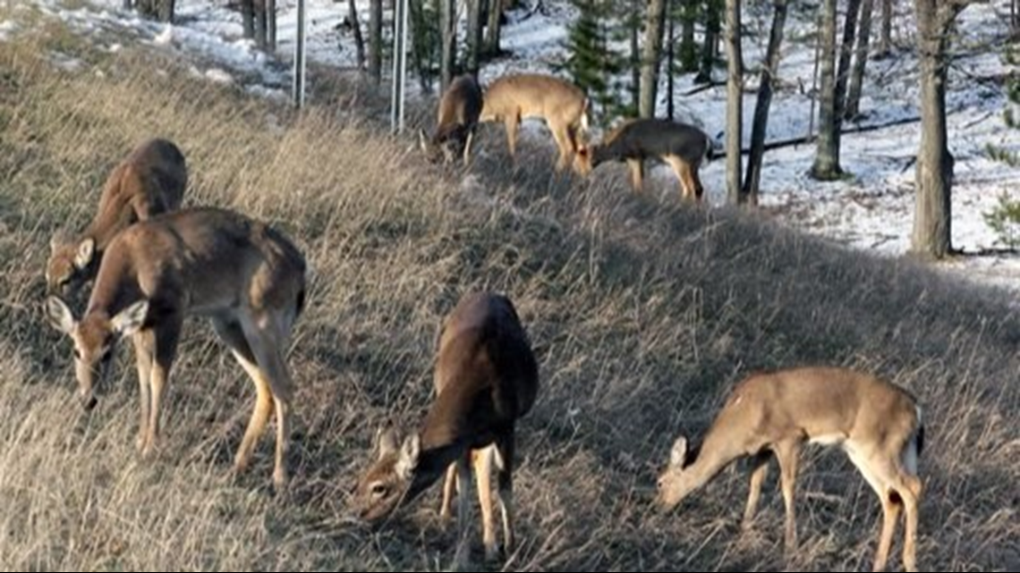 DNR Ban deer feeding, baiting to combat 'zombie deer' disease