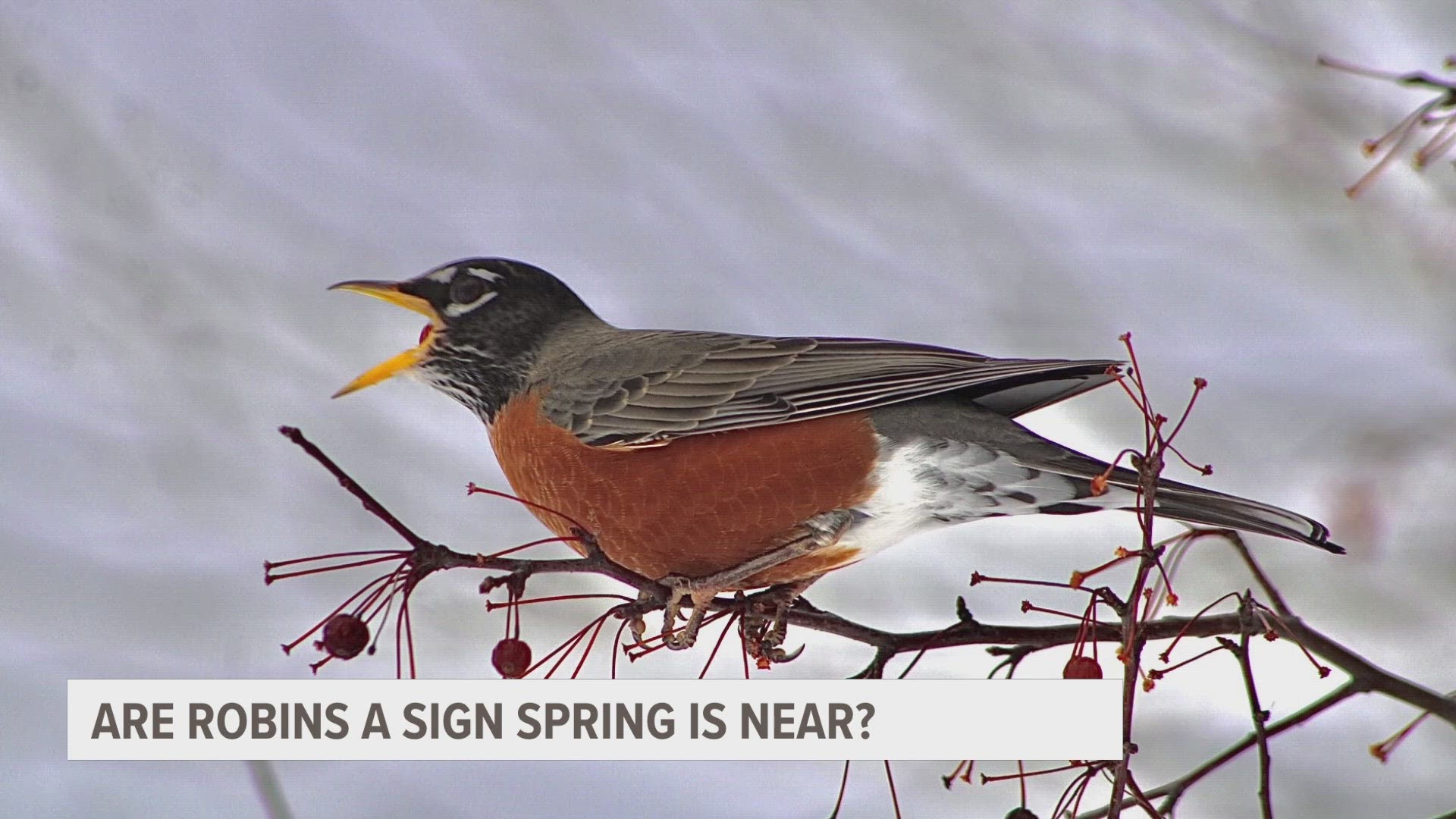 Many people think of the American Robin as the sign that spring is here. But seeing a robin in the winter doesn't necessarily mean the weather is about to warm.