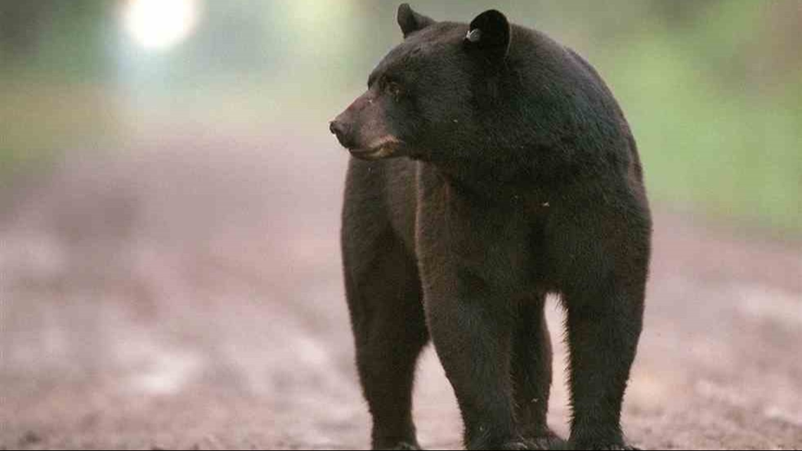 Michigan's bear hunting season starts Monday, opening dates staggered