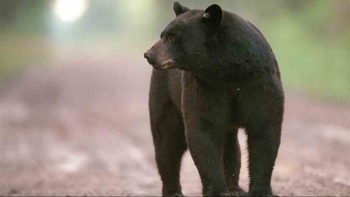 Michigan s Bear Hunting Season Starts Monday Opening Dates Staggered 