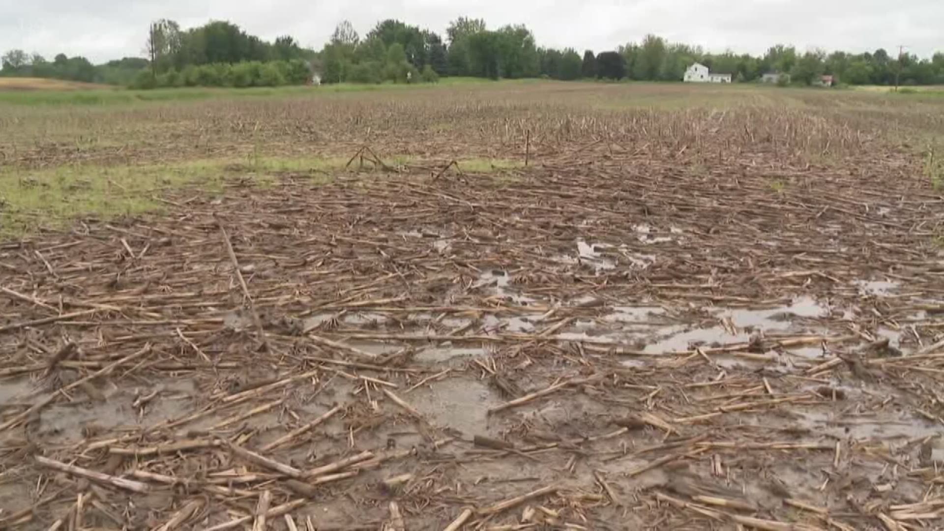 Rain hits Zeeland farmers hard