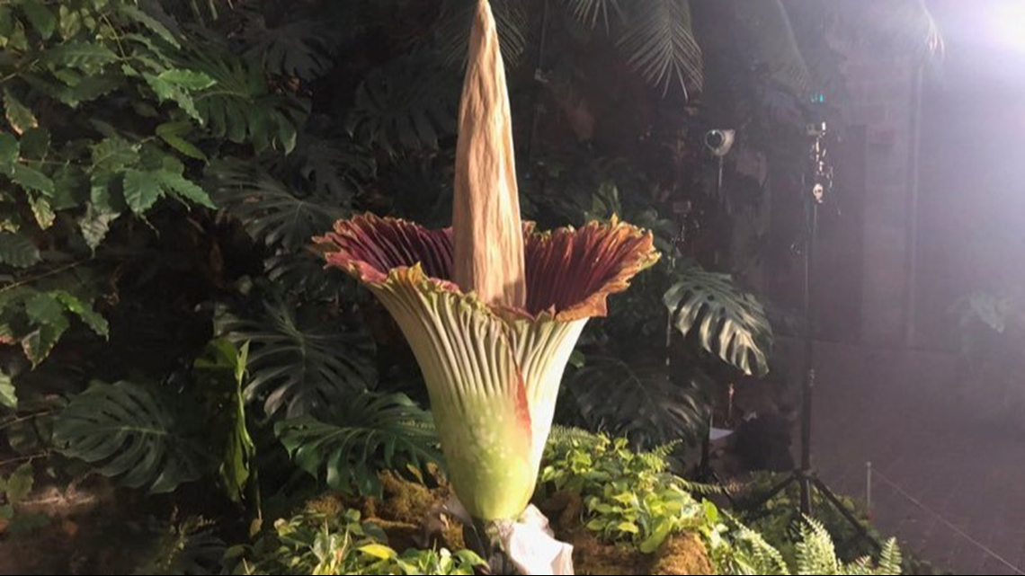 Putricia, the corpse flower, is in bloom!