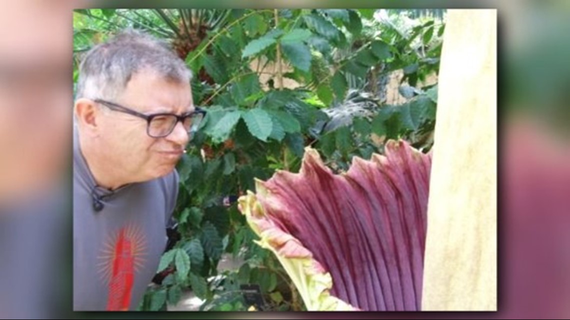 Pungent corpse flower really does smell like death, medical examiner