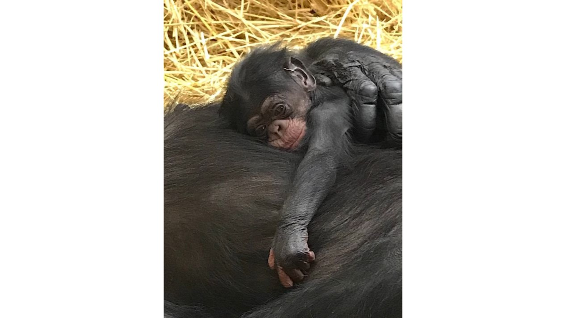 Baby chimpanzee born at Detroit Zoo on World Chimpanzee Day(02)