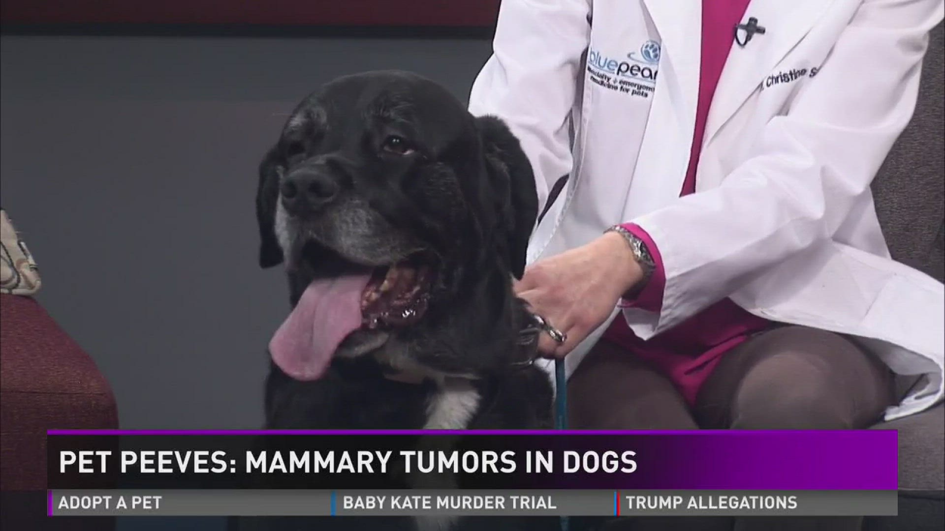 are all mammary tumors in dogs cancer