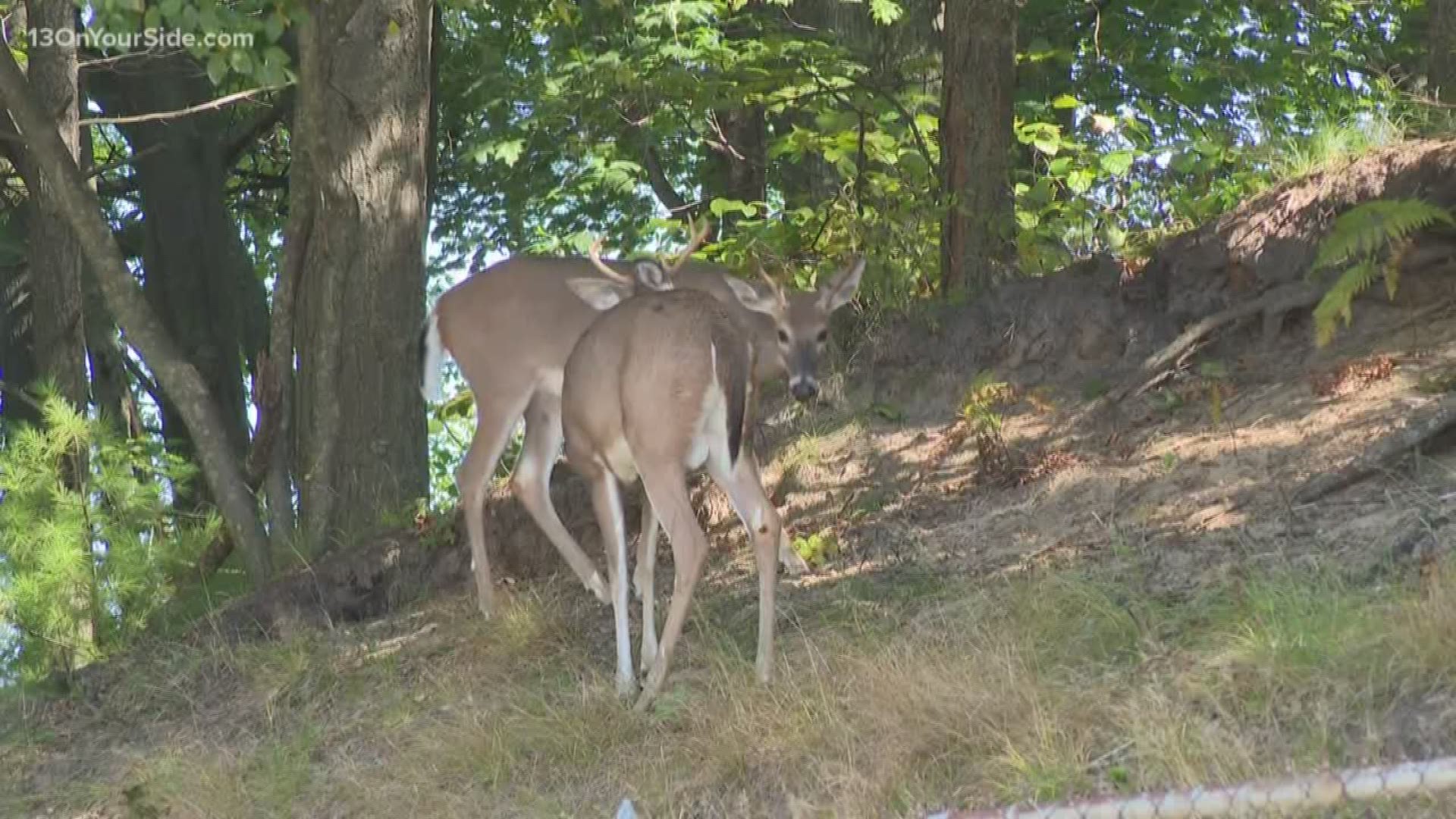 Muskegon City Commission approved a deer cull to help curb the deer population.
