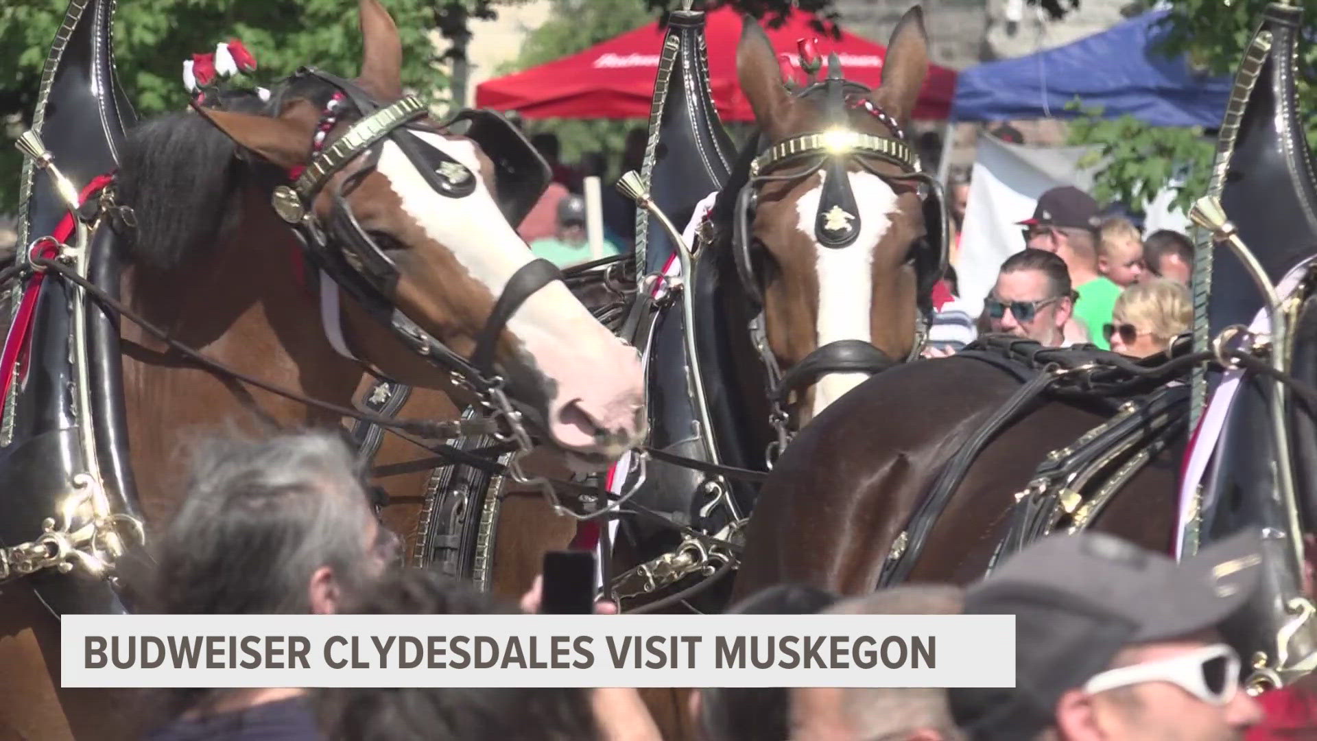 The iconic horses stopped into Muskegon.