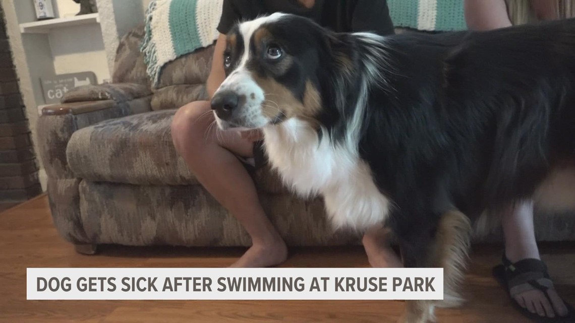 Dog suffers illness after swimming at contaminated Muskegon beach