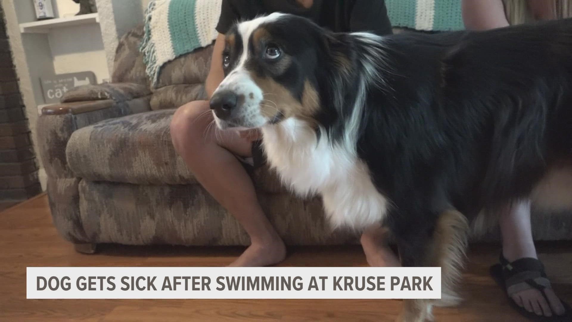 Benji, a 2-year-old Australian shepherd, was diagnosed with hemorrhagic gastroenteritis after swimming at Kruse Park.