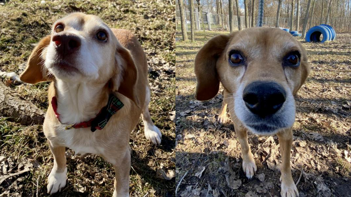 Dog adoption at the Humane Society of West Michigan wzzm13