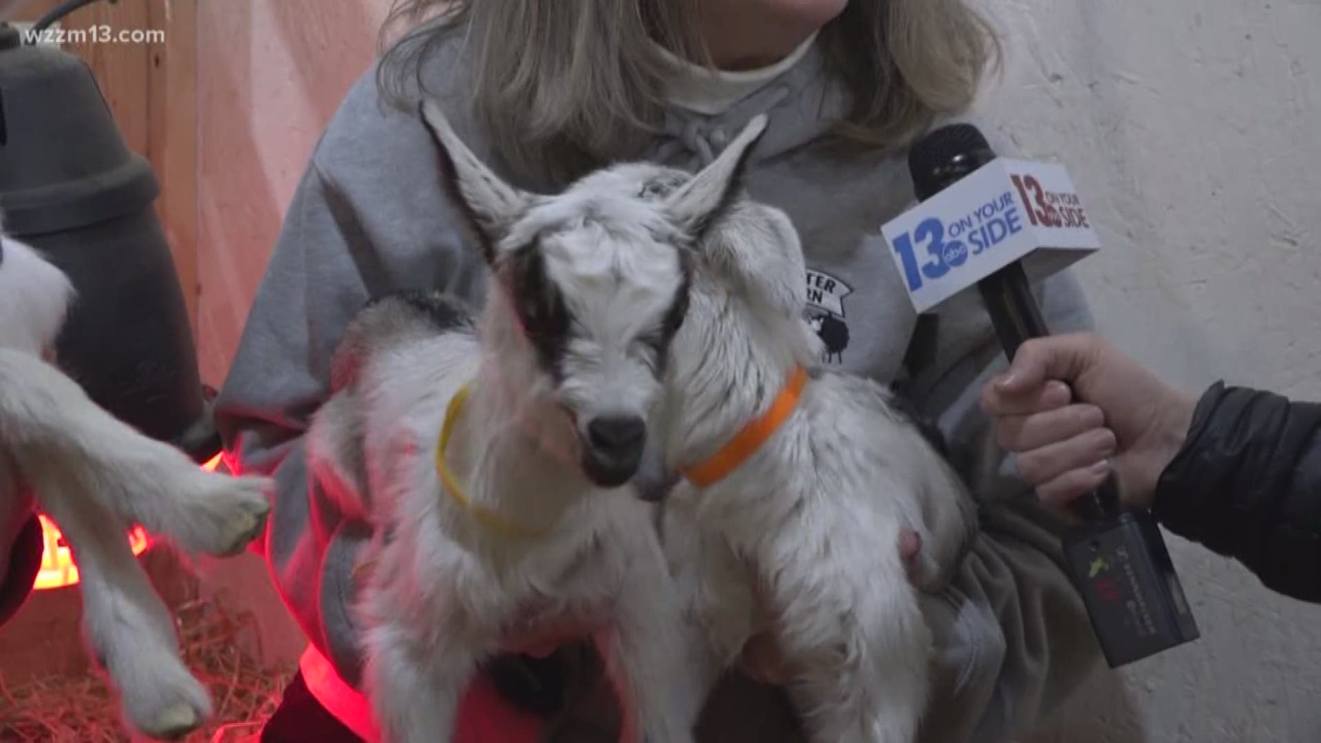 Baby goats just born at Critter Barn in Zeeland