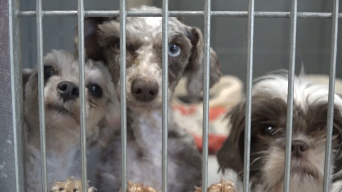 Dogs Rescued From A Puppy Mill Given A Second Chance At Life Wzzm13 Com