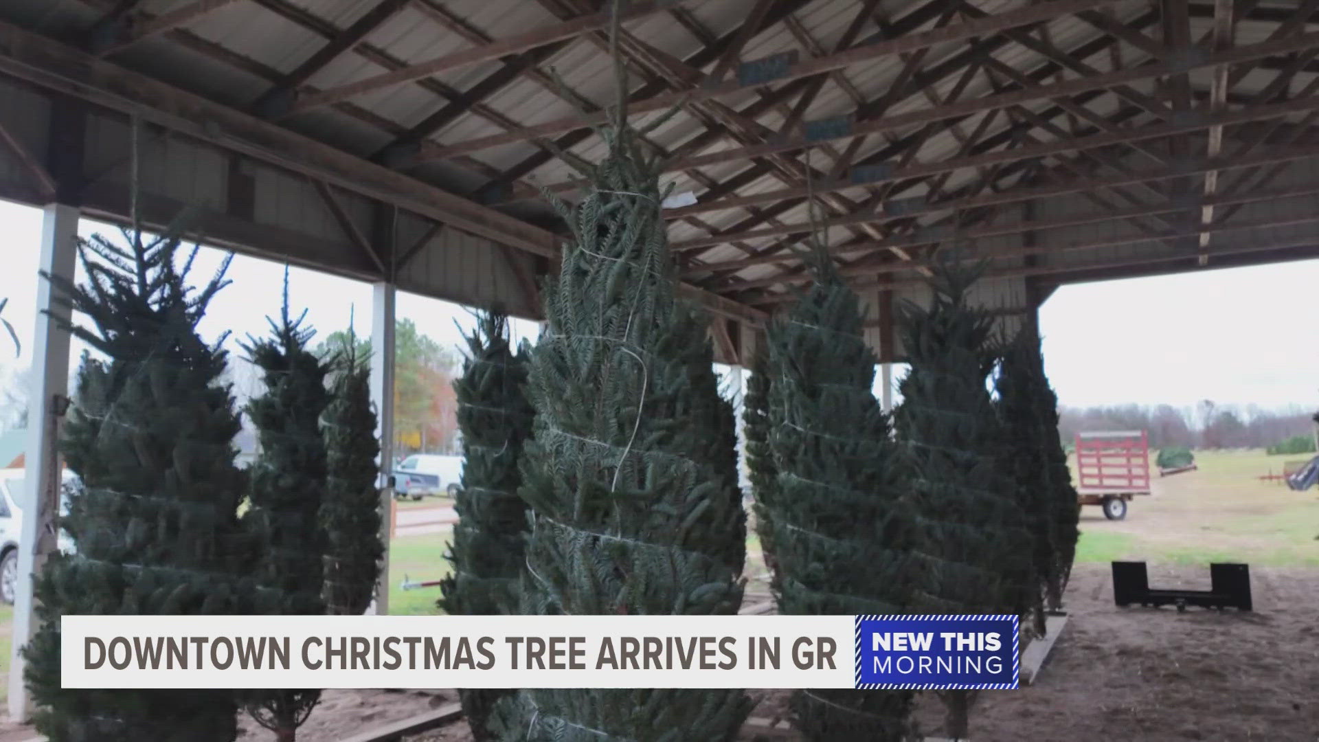 Tree farms in West Michigan have reported a good crop this year and are ready for customers.