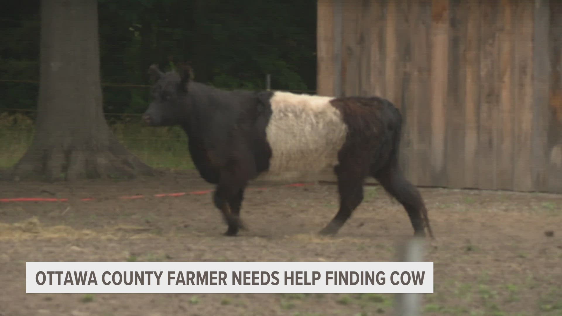 Ottawa County farmer is looking for his missing cow. He only had the cow for one day before it took off.