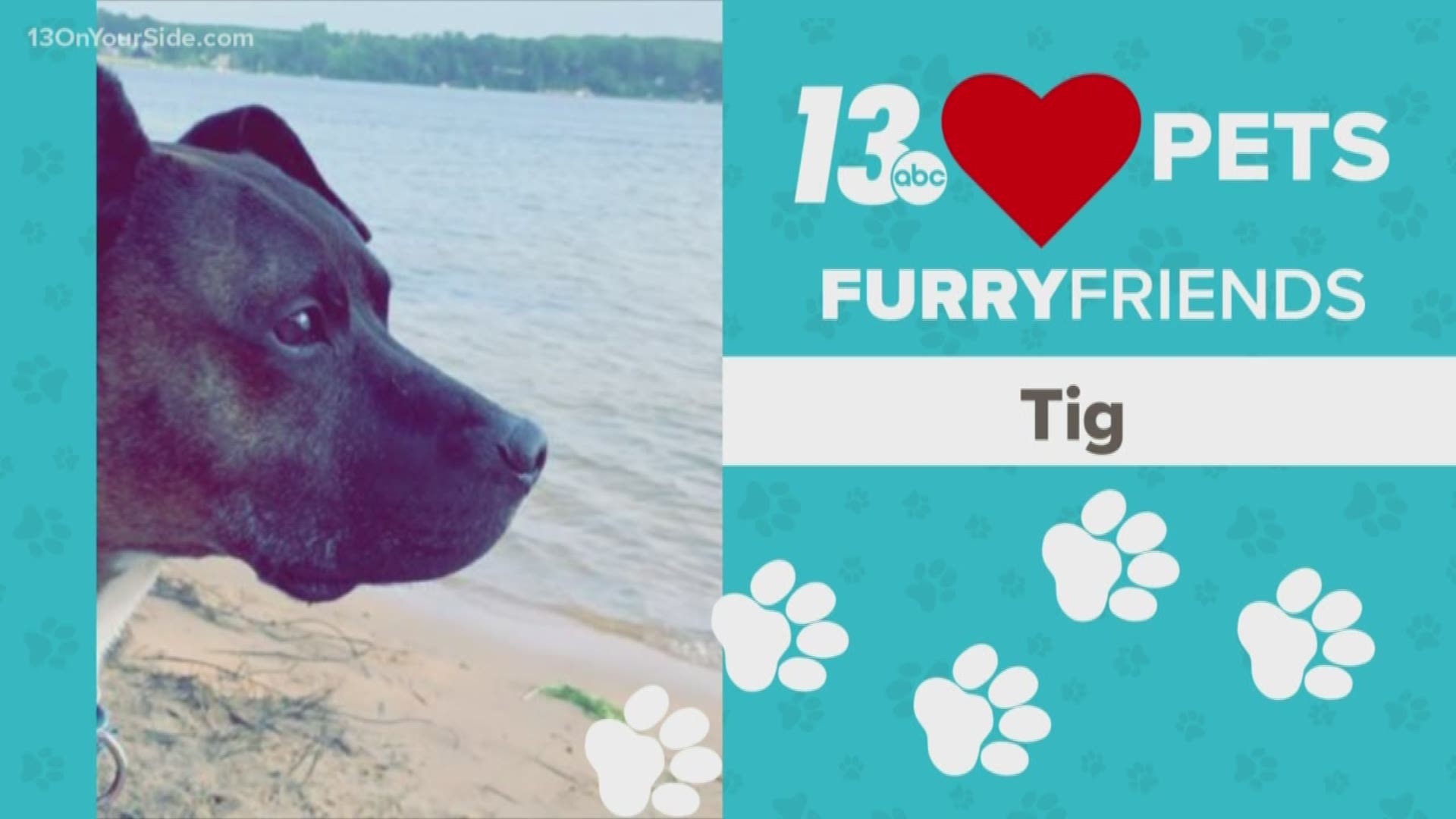 13 Loves Pets is a new initiative to show some love to all the pets of West Michigan. This week on Furry Friends, we meet Tig, Crouton and Camaro.