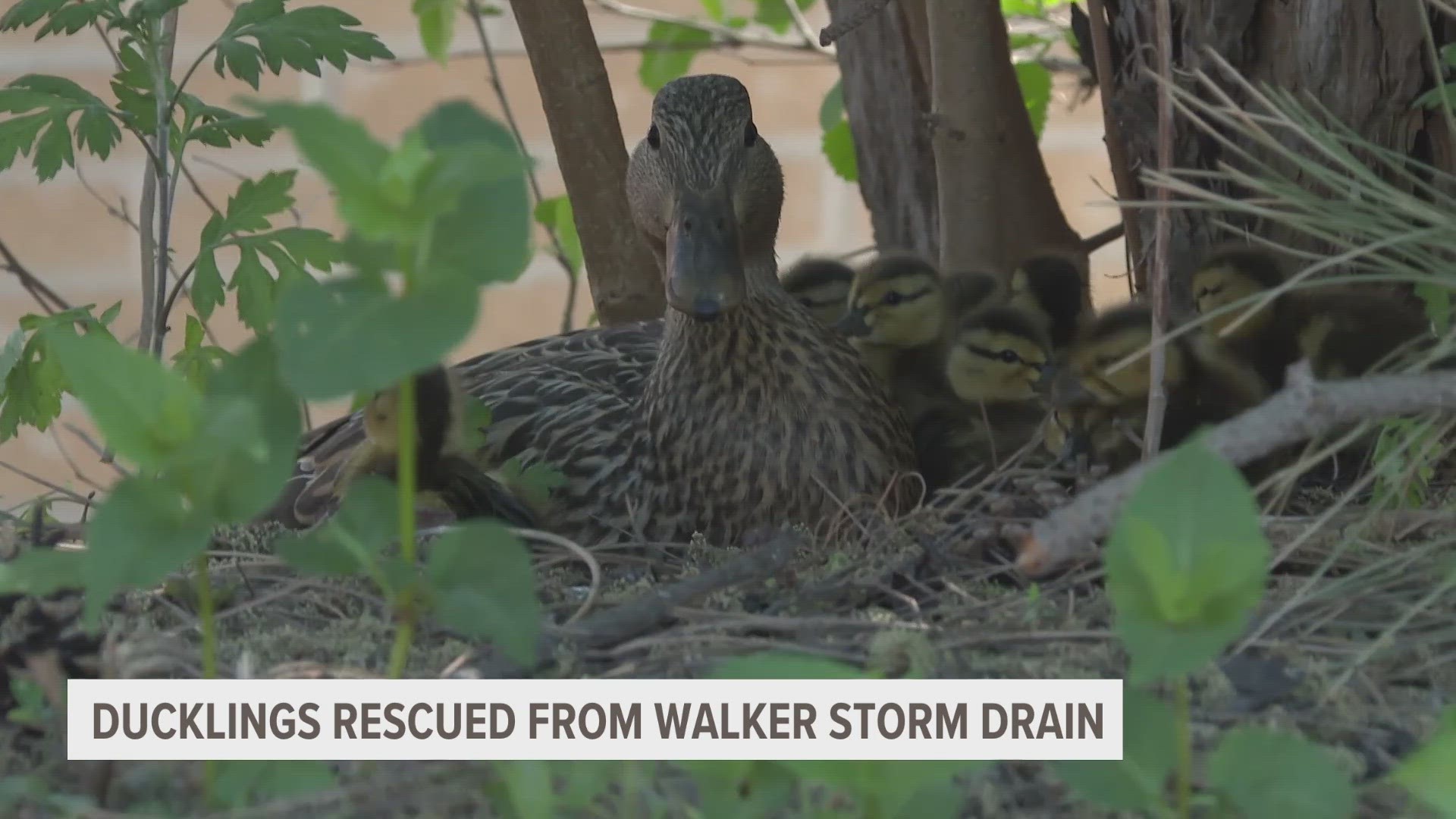 Ducklings rescued from Walker drain