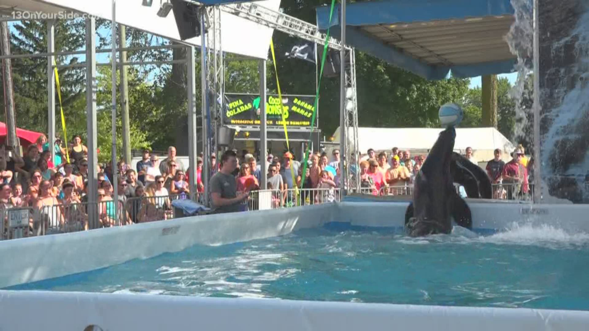 Sea lions make a big splash at Ionia Free Fair