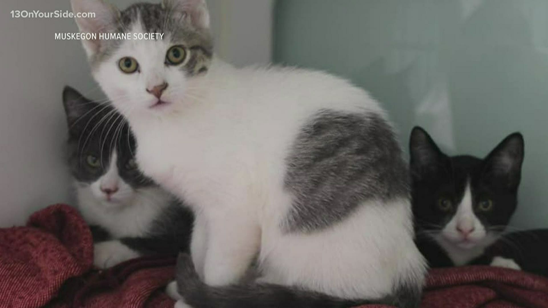 Muskegon Humane Society needs help during 'kitten season ...