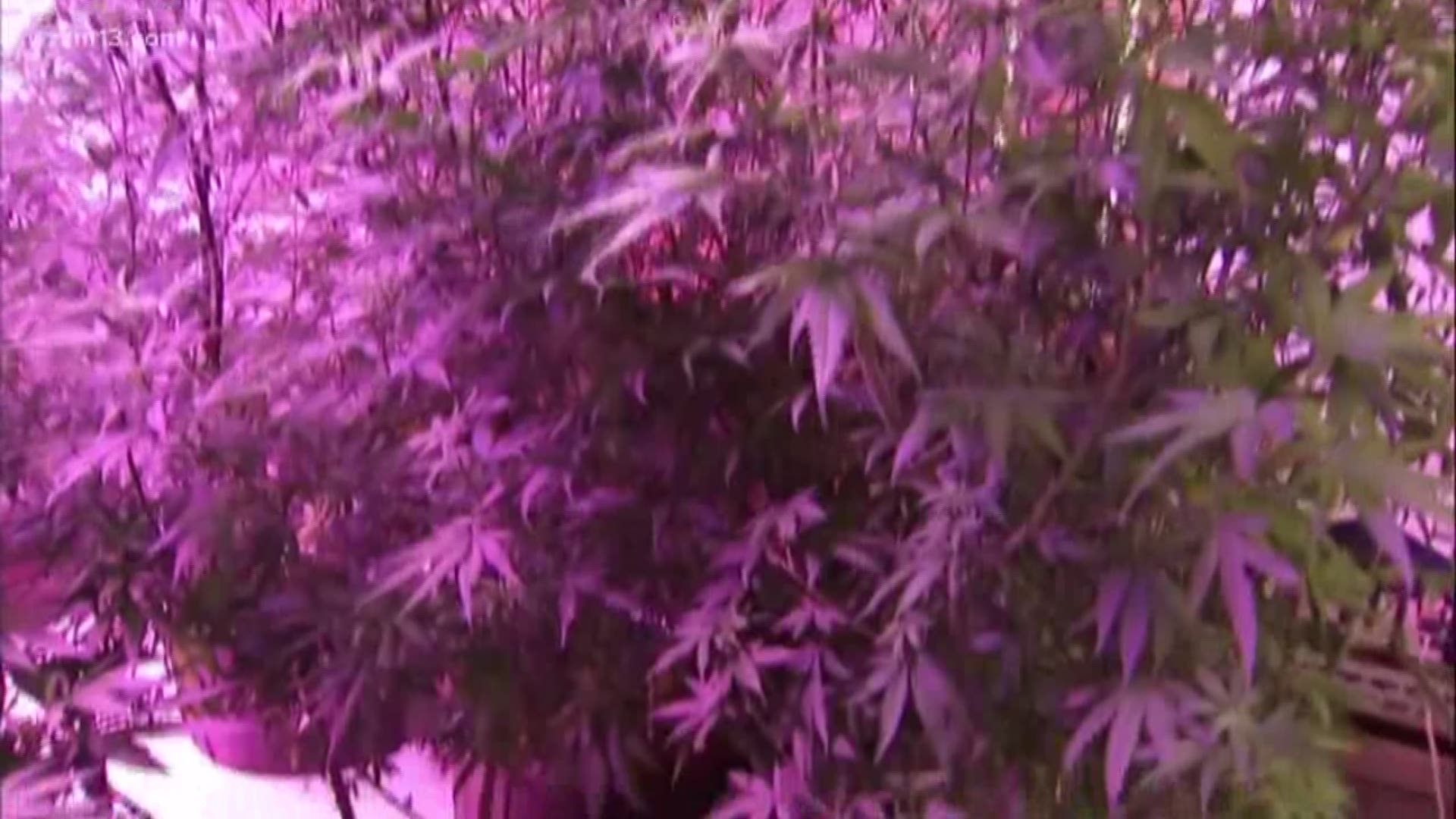 Medical marijuana industry grows in Michigan