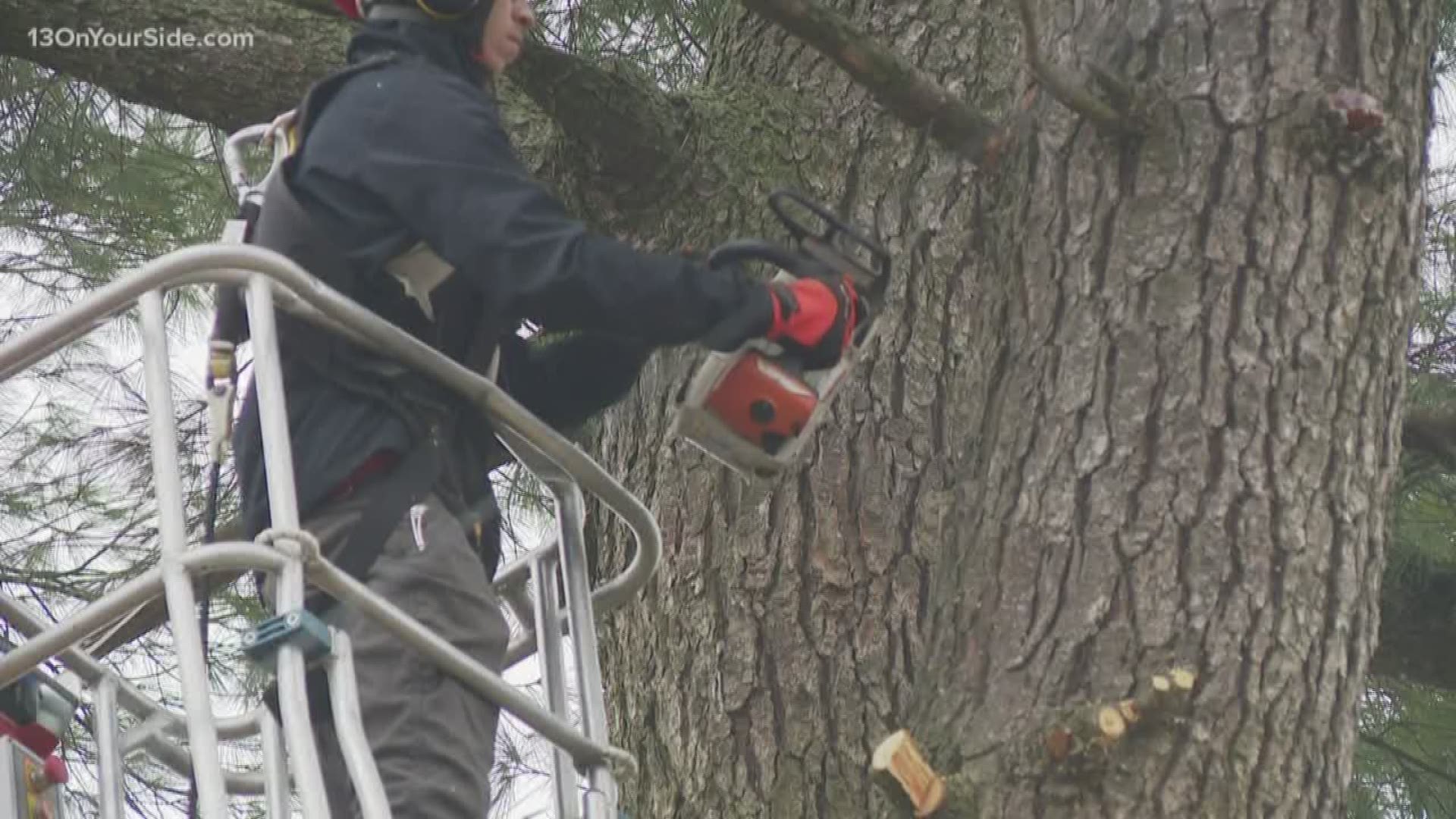 A Grand Rapids woman, whose backyard is chock-full of power lines, made a decision three months ago that will likely keep her lights and heat on.