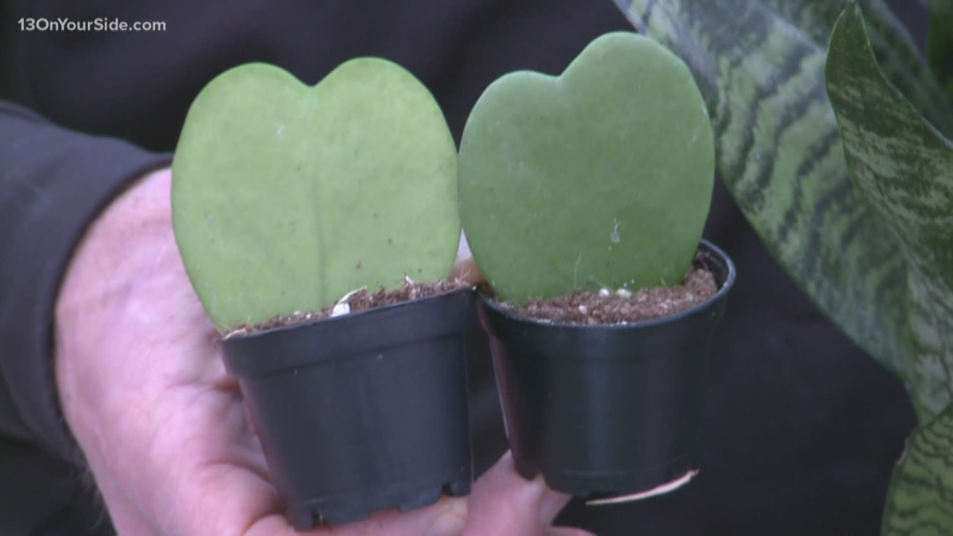 Our greenthumb expert Rick Vuyst shows us some plants that are easy to care for during the cold winter months.