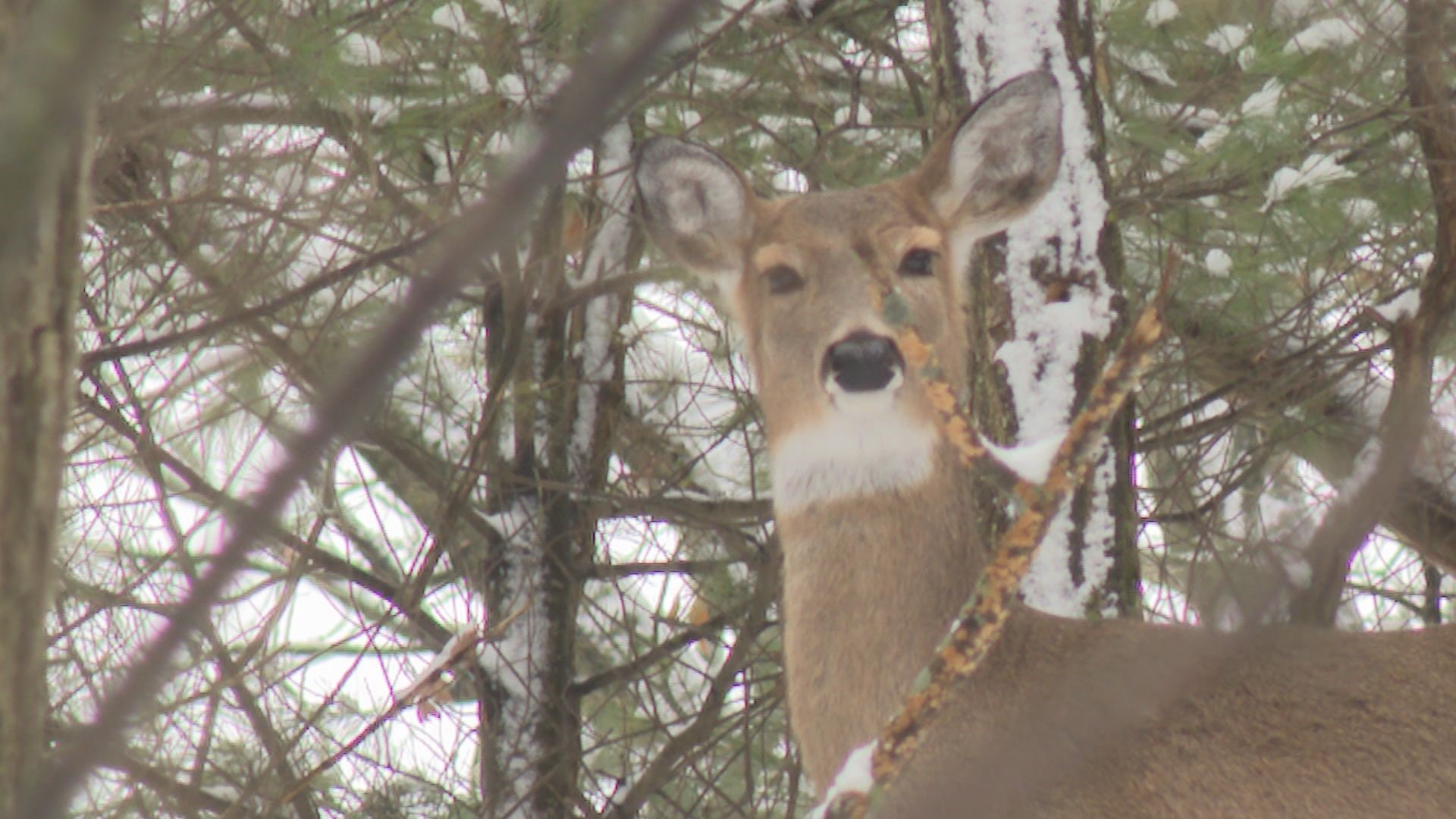Lawmakers discuss deer hunting changes