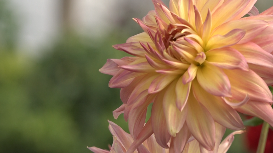 New to gardening? Here's what to do before and after the frost