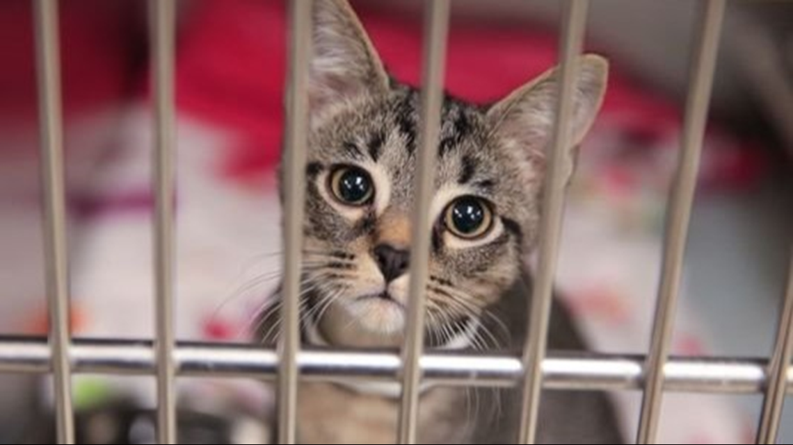 Looking to adopt a new pet? Empty the Shelters begins next week