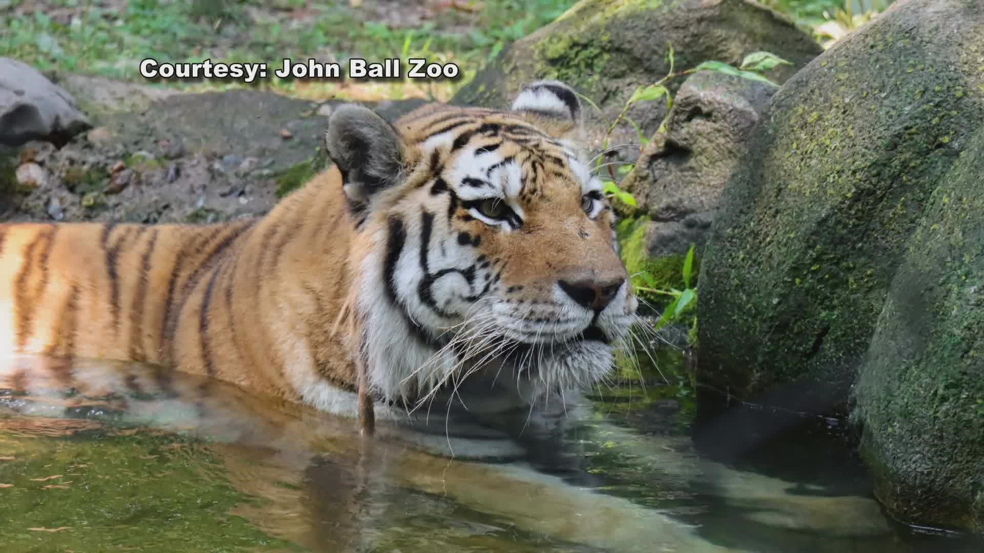 Tiger at NYC zoo tests positive for coronavirus; Audubon steps up