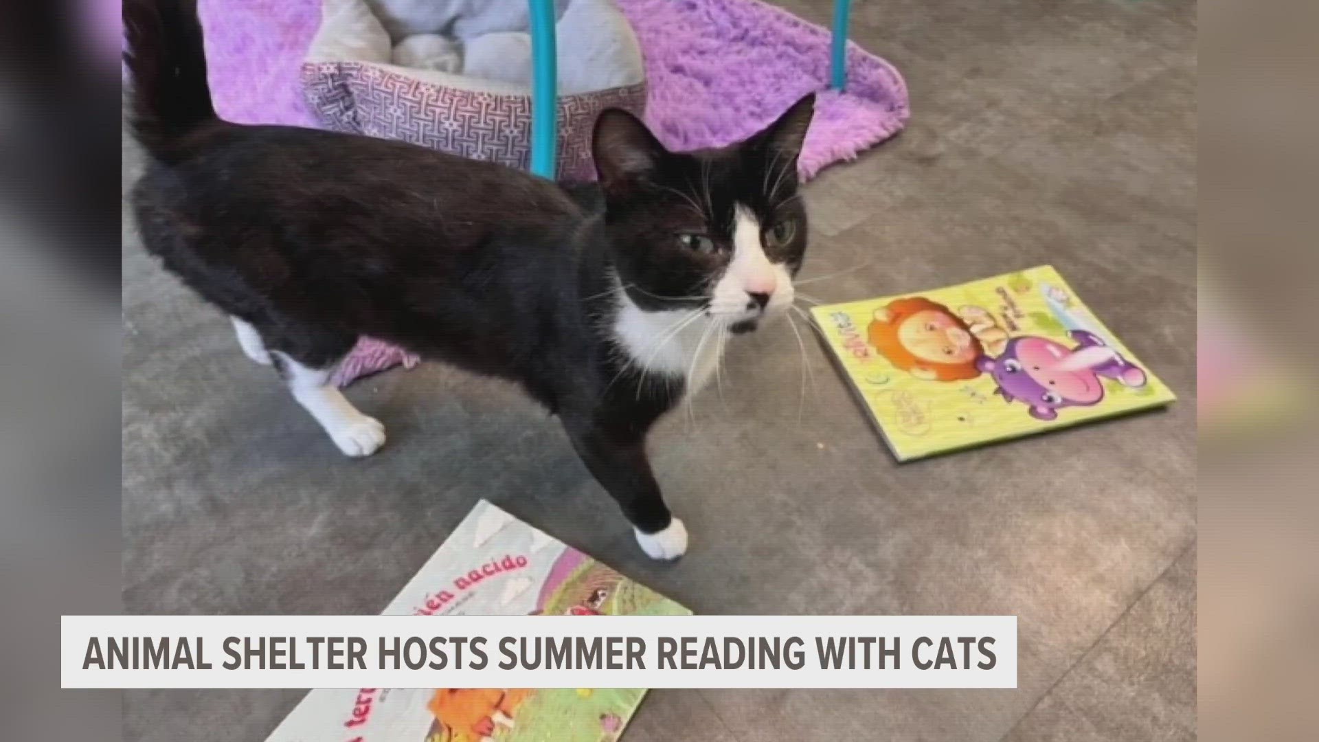 Shelter staff say it's a great opportunity for kids to keep up on their reading skills. Plus, it helps socialize the cats and educate kids about pet adoption.