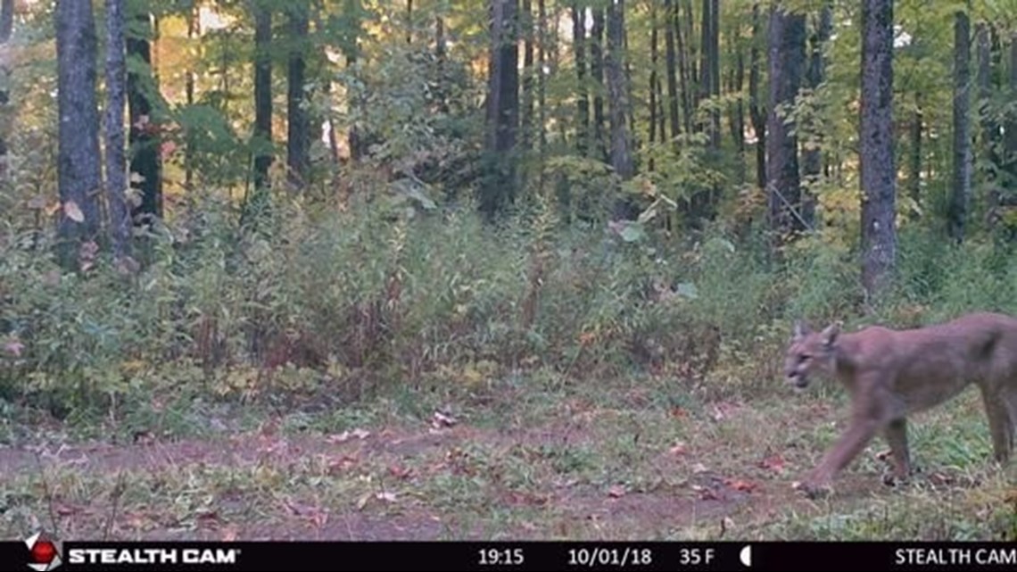 Cougar Spotted On Dnr Camera In The Upper Peninsula 