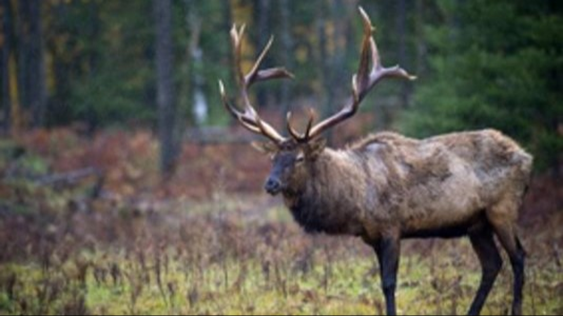 Aerial survey shows Michigan's elk herd growing, DNR says